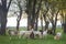 Small herd of goats standing on green grass with trees in background. Different colored goats herd