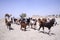 Small herd of goats in Tharparkar, Sindh