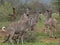 Small herd of greater kudu cows