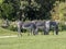 small herd of Grevy`s zebra, Equus grevyi, grazing