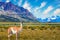 Small herd of guanaco