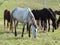 Small herd of horses feeding