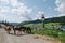 Small herd of horses walking on a gravel road, pasturing on the side of it