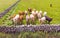 A Small Herd of Inquisitive Irish Cows