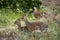 Small herd of Kirk`s` Dikdik, Madoqua Kirkii, hiding in tall grass