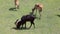 The small herd of Kobus Megaceros Antelope