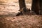 Small herd of large indian spotted deers resting on dry ground in zoo