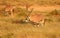 A small herd of oryx in masai mara