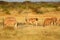 A small herd of oryx in masai mara