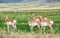Small Herd of Pronghorns on a field