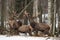 Small Herd Of Red Deer Cervidae : Two Deer Stag,Looks At You. Several Beautiful Adult Deer Cervus Elaphus In Winter Time. Wi