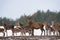 Small Herd Of Reindeer Red Deer On The Move And One Adult Buck With Large Antlers Standing Still And Looking At You. Adult Red D