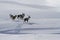 A small herd of Reindeer standing on a snow-covered hill in a wi