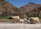 Small herd of sheep and a Berber village in the High Atlas Mountains of Morocco.