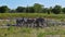 Small herd of striped plains zebras gathering near a waterhole in midday sun in Etosha National Park, Namibia.