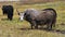 A small herd of Tebet yaks