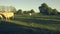 A small herd of white cows, bulls and calves in a graze, in the late afternoon at the golden hour. Timelapse in warm tones.