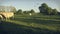 A small herd of white cows, bulls and calves in a graze, in the late afternoon. Vintage movie effects with spots and scratches.