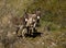 Small Herd of Wild Donkeys in Arizona