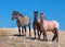 Small Herd of Wild Horses on Sykes Ridge in the Pryor Mountains Wild Horse Range in Montana