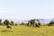 Small herd of wildebeest on endless savanna. Masai Mara, Kenya