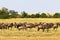 Small herd of wildebeest in savanna. Masai Mara, Kenya