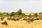 A small herd of wildebeest in the savannah. Masai Mara, Kenya