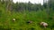 A small herd of Yakut horses in the high grass of the swamp near the taiga Northern forest eat grass