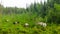 A small herd of Yakut horses in the high grass of the swamp near the taiga Northern spruce forest eat grass.