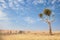 A small herd of zebra and a large acacia tree in the Masai Mara