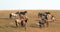 Small herds - bands of wild horses on hillside in the Pryor Mountains Wild Horse Range in Montana U