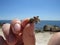 Small hermit crab held in a person`s hand