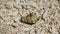 Small hermit crab in the sand