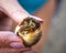 Small hermit crab in the sink holding a female hand close up