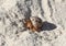A small hermit crab on white sand.