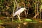 Small heron bird standing on branch in Danube Delta