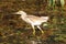Small heron bird on a swamp in Danube Delta