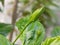 Small hibiscus bud waiting to bloom