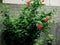 Small Hibiscus Plants with hibiscus flowers