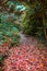 Small hidden pathway in a forest coverd in red autumn foliage.