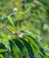 small hill prinia bird perch and resting on tree branch