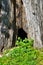 Small hollow tree surrounded with green grass