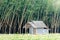 Small Home with rubber trees background in rural