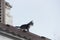 Small home striped kitten walking on the roof