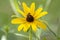 Small Honey Bee Collecting Pollen from a Black Eyed Susan