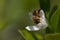 a small honey bee searches for nectar in a citrus blossom. Next to it are the leaves and the background is green