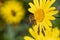 A small honey bee sits on a large yellow flower and searches for pollen