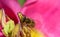 A small honeybee sits in the middle of a tulip against a pastel background with pollen and pistils in spring