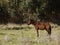 Small horse alone in a field