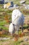 Small horse eating over Burren mountains in Fanore